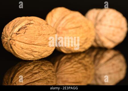 Three whole brown natural ripe tasty walnuts on a black background. Stock Photo