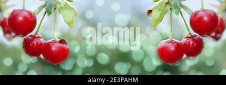 Wide-screen unfocused background with cherries and ladybirds, on a branch in raindrops. Selective focus Stock Photo