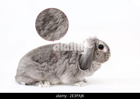 Molting in animals. Gray decorative lop-eared rabbit on a white background. A circle with a zoomed image of the fur. White background. The concept of Stock Photo