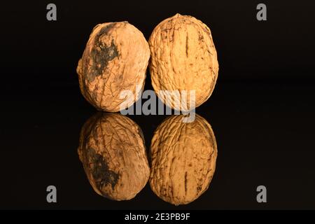 Two natural brown ripe delicious walnuts, close-up, on a black background. Stock Photo