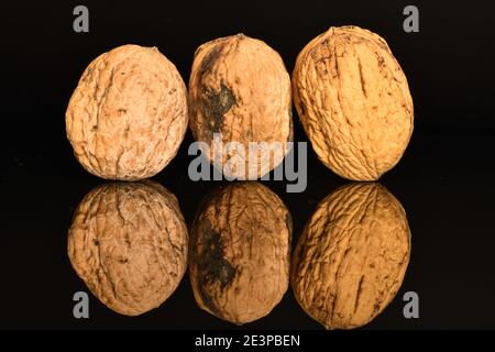 Three whole brown natural ripe tasty walnuts on a black background. Stock Photo