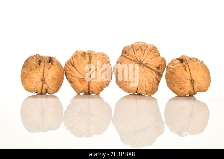 A few whole dark brown ripe natural walnuts, on a white background. Stock Photo