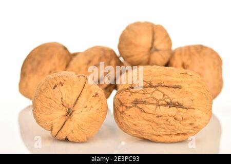 Two whole dark brown delicious organic walnuts, located in the foreground, in focus. A few walnuts are in the background. The background is white. Stock Photo