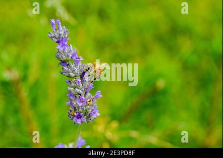 Honey bee pollinates lavender flowers, Close-up macro with selective focus with blurred background Stock Photo