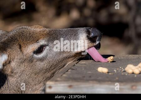 A deer steeling a peanut with her tongue from the top of a wooden bin. Her long tongue is sticking out. Closeup view, only her head is visible. Sunny Stock Photo