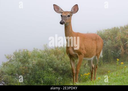 Deer on the side of a hill on a foggy day. Hill is grassy, with bushed down the hill. Background is dense fog. Closeup view. Stock Photo