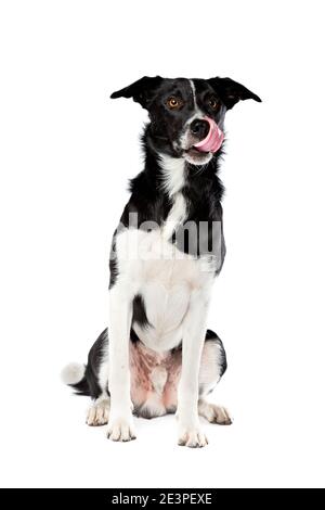 black and white border collie dog in front of a white background Stock Photo