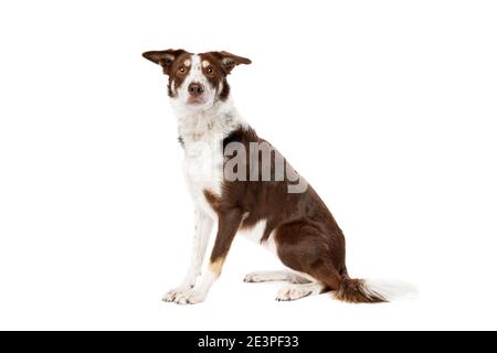 chocolate sable border collie dog in front of a white background Stock Photo