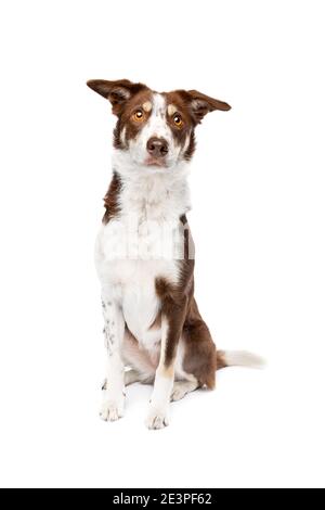 chocolate sable border collie dog in front of a white background Stock Photo
