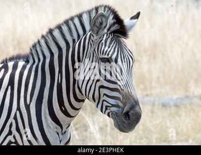 Full framed Burchell Zebra Face with a natural background Stock Photo