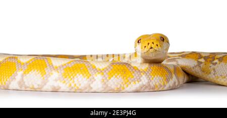 Lavender Albino Reticulated python aka Malayopython reticulatus snake. Isolated on white background. Stock Photo