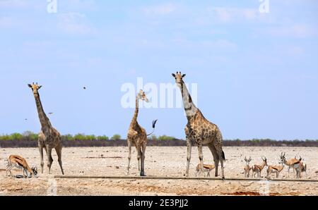 Various animals congregate at a waterhole in Etosha National Park, Namibia, Africa Stock Photo