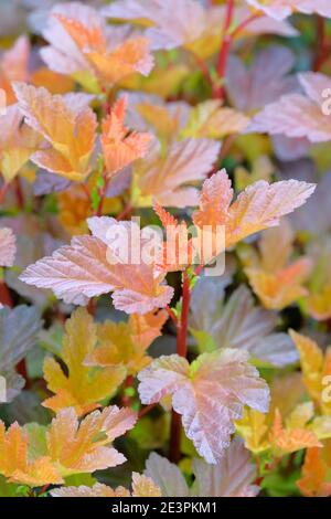 Physocarpus opulifolius 'Diabolo'. Ninebark 'Diabolo' also known as Physocarpus opulifolius 'Monlo'. Colourful foliage, late Spring. Stock Photo