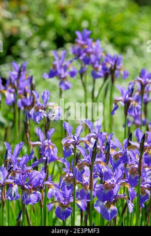 Iris sibirica 'Heavenly Blue' - Siberian Iris. Pale blue flowers Stock Photo