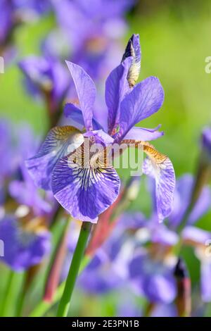 Iris sibirica 'Heavenly Blue' - Siberian Iris. Pale blue flowers Stock Photo