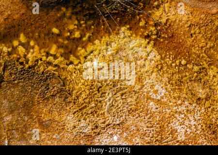 North America, Wyoming, Yellowstone National Park, Black Sand Basin. Detail of colorful thermophile bacteria mat.