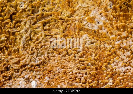 North America, Wyoming, Yellowstone National Park, Black Sand Basin. Detail of colorful thermophile bacteria mat.