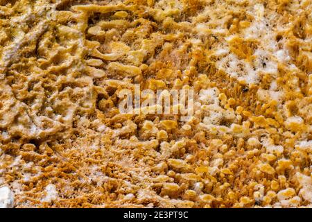 North America, Wyoming, Yellowstone National Park, Black Sand Basin. Detail of colorful thermophile bacteria mat.