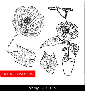 Abutilon indicum, climbing bush, Chinese medicinal plants. medicinal drug Stock Vector