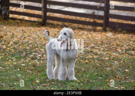 Cute afghan hound puppy is standing on a green grass in the autumn park. Three month old. Pet animals. Purebred dog. Stock Photo