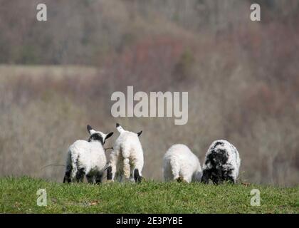 cute lambs looking at the view from the top of a hill in Arundel West Sussex England Stock Photo