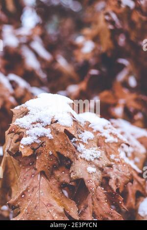 Brown covered with snow Scarlet Oak Tree leaves in winter Stock Photo
