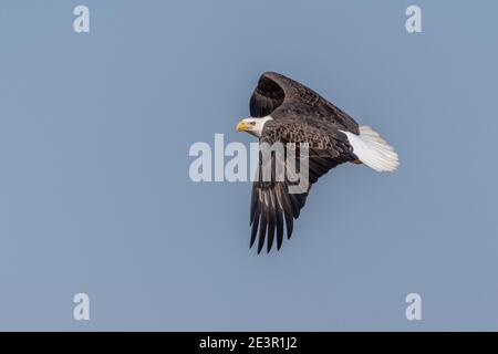 A beautiful adult bald eagle (Haliaeetus leucocephalus) flies against a blue-sky background Stock Photo