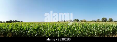 Growing Corn Field Panorama in Summer with blue Sky Stock Photo