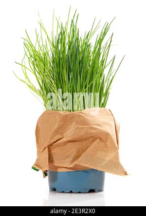 Fresh Chives in a Pot isolated on white Background Stock Photo