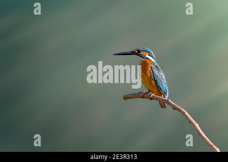 Image of common kingfisher on nature background. Animal. Birds. Stock Photo