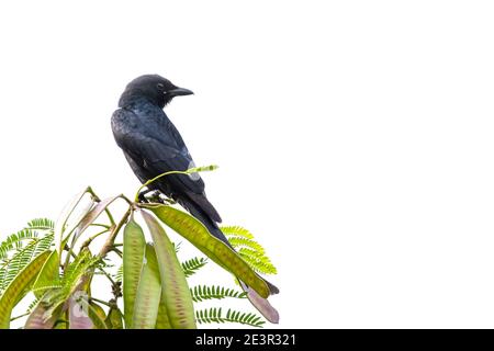Image of drongo bird (Dicruridae) on nature background. Animal. Birds. Stock Photo
