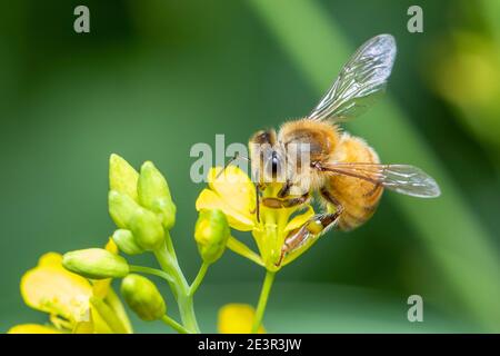 Image of bee or honeybee on flower collects nectar. Golden honeybee on flower pollen with space blur background for text. Insect. Animal. Stock Photo