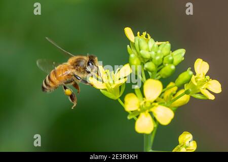 Image of bee or honeybee on flower collects nectar. Golden honeybee on flower pollen with space blur background for text. Insect. Animal. Stock Photo