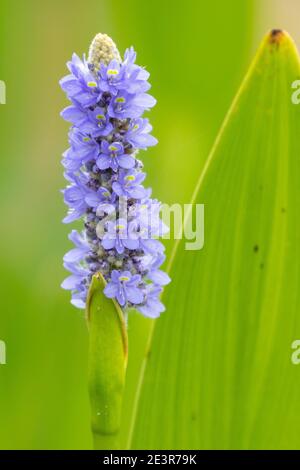 Spike of violet-blue flowers of Pickerelweed (Pontedeiria cordata lancifolia), a freshwater pond plant native to America Stock Photo