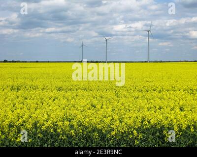 ENERGY SOURCES wind power and rapeseed for oil Stock Photo