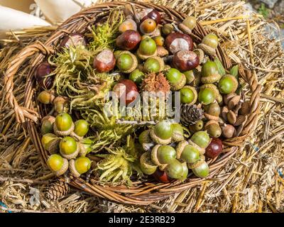 chestnuts and acorns in the basket Stock Photo