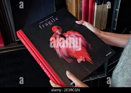 NETHERLANDS / Holland / Amsterdam /close up of female hands holding photography book in bookshop . Stock Photo