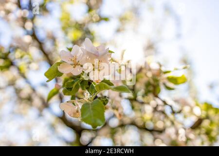 A branch of an apple tree with flowers blooming in spring Stock Photo