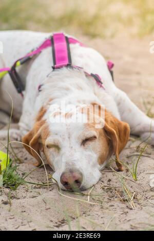Dog with a harness relaxing in the sand on a beach Stock Photo