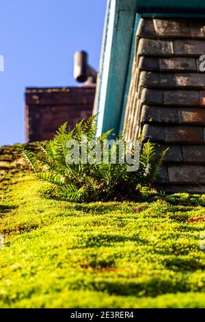 Rooftop, Moss, Roof Tile, House, Clay, Building Exterior,Moss, Rooftop, Abstract, Accidents and Disasters, Autumn, Backgrounds, Beauty In Nature, Brig Stock Photo