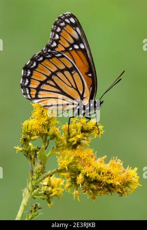 Viceroy butterfly (Limenitis archippus) feeding on Goldenrod (Solidago), E USA, by Skip Moody/Dembinsky Photo Assoc Stock Photo