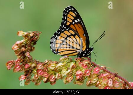 Viceroy butterfly (Limenitis archippus) resting on vegetation, E USA, by Skip Moody/Dembinsky Photo Assoc Stock Photo