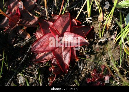 Chapman's Butterwort (Pinguicula planifolia), seepage bog, Gulf coastal plain, Longleaf Pine ecosystem, SE USA, by Dembinsky Photo Assoc Stock Photo