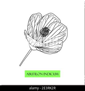 Abutilon indicum, climbing bush, Chinese medicinal plants. medicinal drug Stock Vector