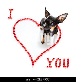 prague ratter dog on valentines love heart shape with I love you sign as background isolated on white Stock Photo