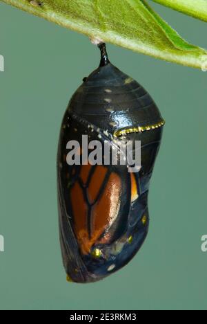 Monarch butterfly chrysalis (Danaus plexippus), butterfly about to emerge, E USA, by Skip Moody/Dembinsky Photo Assoc Stock Photo