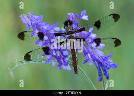 Twelve-spotted skimmer Dragonfly (Libellula pulchella) on Cow Vetch (Viccia cracca), E USA, by Skip Moody/Dembinsky Photo Assoc Stock Photo