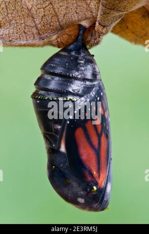 Monarch butterfly chrysalis (Danaus plexippus), butterfly about to emerge, E USA, by Skip Moody/Dembinsky Photo Assoc Stock Photo