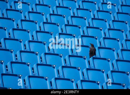 a crow in an empty stadium Stock Photo