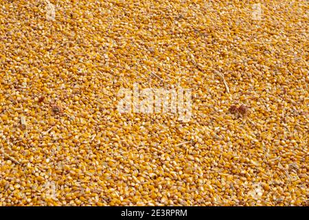 Yellow corn seed background. Close up of food grains. Stock Photo